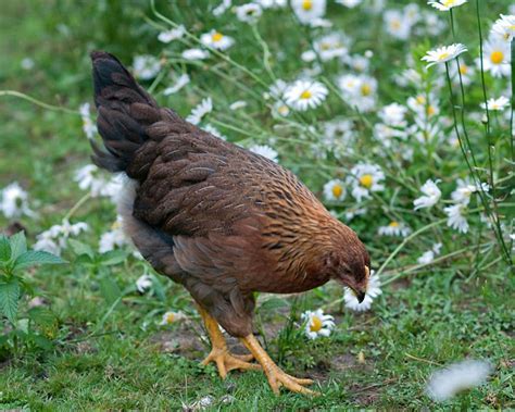 8 Week Old Welsummer Pullet | BackYard Chickens - Learn How to Raise Chickens