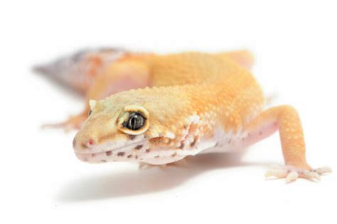 Leopard Gecko: Eye Infections - Symptoms, Causes, Treatment - Reptile Craze