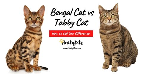 Bengal Cat Breed: Facts, Temperament Care Info BeChewy, 55% OFF