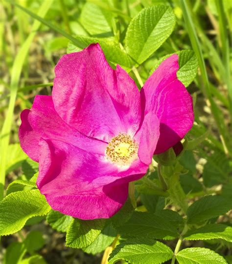 Pink wild roses. stock image. Image of twig, wild, bloom - 25838137