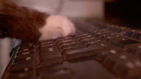 cat's paws are typing on a computer keyb... | Stock Video | Pond5