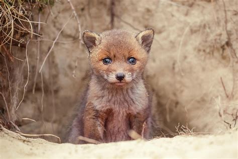 Fox Kit Series - Newborn Fox Baby Photograph by Roeselien Raimond - Fine Art America