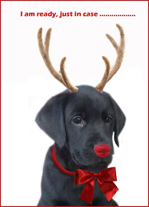 Christmas Dog Replacing Rudolph