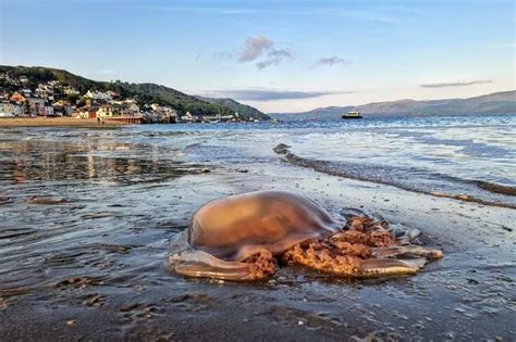 'Awesome' giant jellyfish on Snowdonia beach leaves some scared to swim - North Wales Live