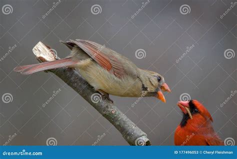 Northern Cardinal Pair, Male Feeding Female Mate In Spring Stock Image - Image of background ...