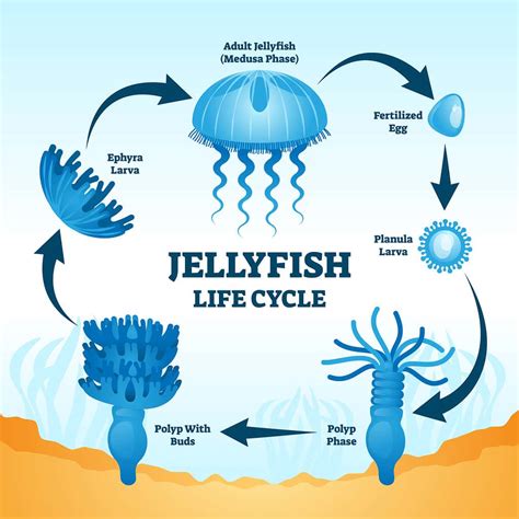 10 Interesting Facts About Immortal Jellyfish - A-Z Animals