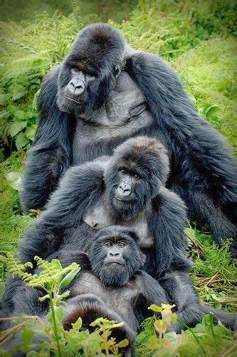 Gorilla family | Incredible Pics