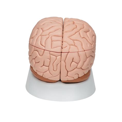 Anatomical Teaching Models | Plastic Human Brain Models | 8-Part Brain Model