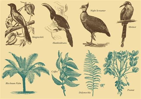 Brazil Flora And Fauna Vector Sketches 106183 Vector Art at Vecteezy