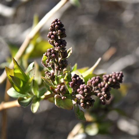 Lilac Flower Buds – Photos Public Domain