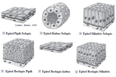 Kenali Fungsi Jaringan Epitel pada Hewan beserta Jenis, Ciri-ciri, dan Gambarnya – Blog Mamikos
