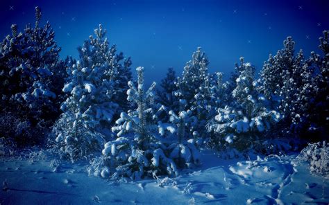 Snowy Pine Trees Wallpaper