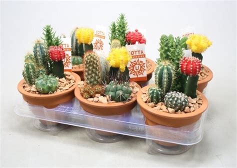 Cactus arrangement nr 952 P13 - Jones Garden Centre