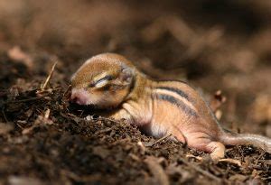 Siberian Chipmunk: Agile Rodent with Unique Burrowing Habits