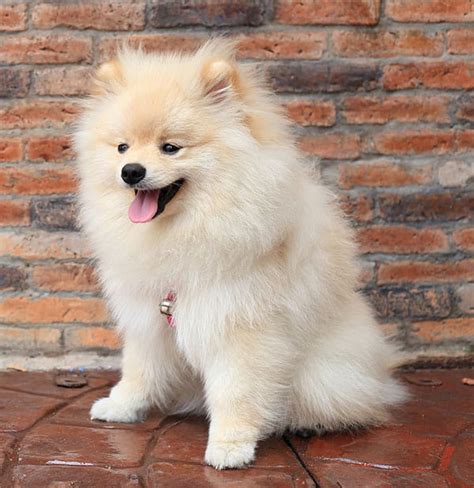 Pomeranian Haircut Styles - Expert Groomer Explains