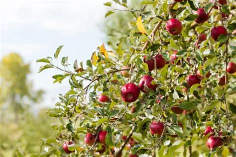 Tree at Apple farm Stock Photo by ©urban_light 55506793