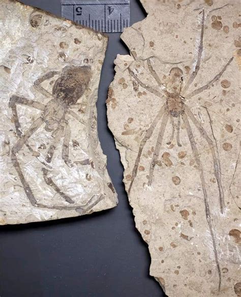 Check it out ancient spiders!! Two of the best fossilised spiders, 165 ...