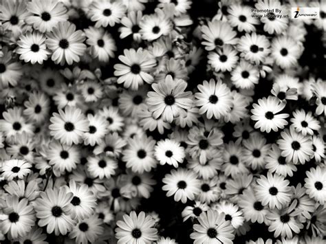 🔥 [50+] Black and White Flowers Wallpapers | WallpaperSafari