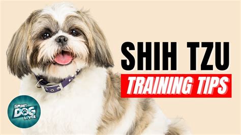 How to Train Your Shih Tzu | Best Shih Tzu Puppy Training Tips – HousePetsCare.com