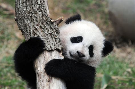 Cute Baby Pandas Desktop Wallpapers - Top Free Cute Baby Pandas Desktop Backgrounds ...