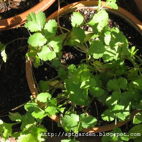 Apt Garden: Harvesting Cilantro Seeds