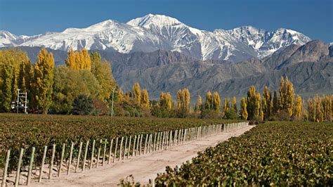 Private Mendoza Wine Tours | Wine tastings & Lunch