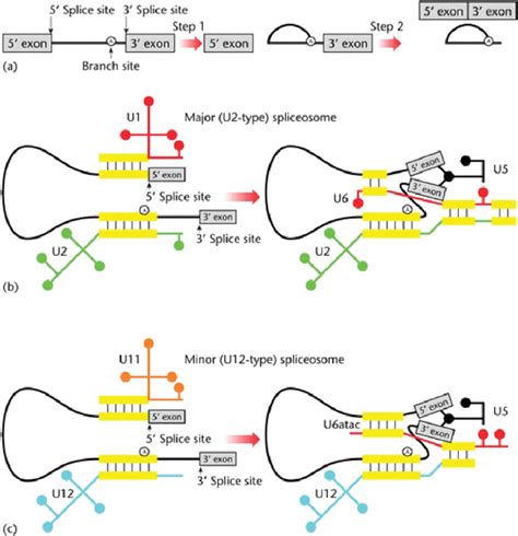 The pre-mRNA splicing reaction and snRNA interactions in the... | Download Scientific Diagram