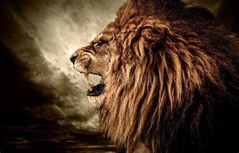 Angry lion stock photo. Image of power, mouth, muzzle - 32089422