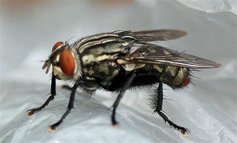 red-tailed flesh fly - Sarcophaga haemorrhoidalis (Fallen)