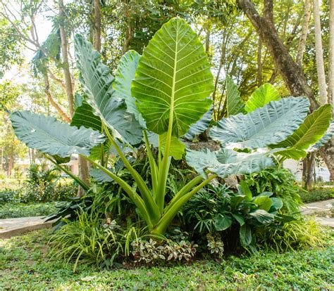 Large Elephant Ear Plants - Plant Ideas