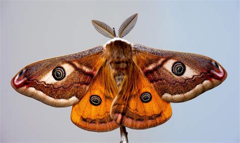 Emperor Moth