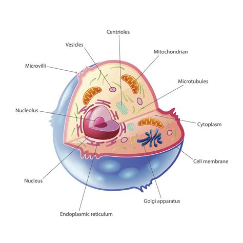 Animal Cell Organelles | Biology - Quizizz