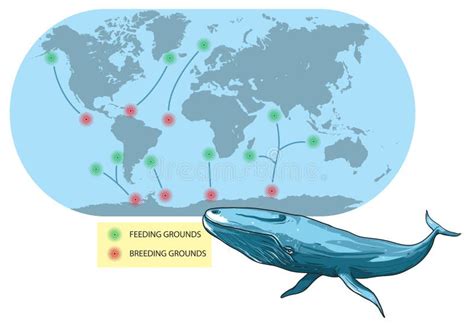 Migration-grey whale stock vector. Illustration of pacific - 197155796