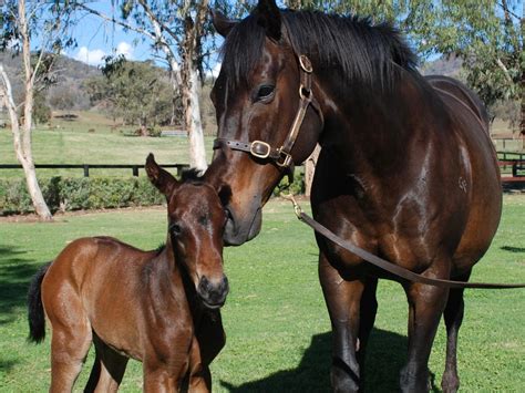 Champion racehorse Black Caviar drops fifth foal by sire I Am Invincible. | Daily Telegraph