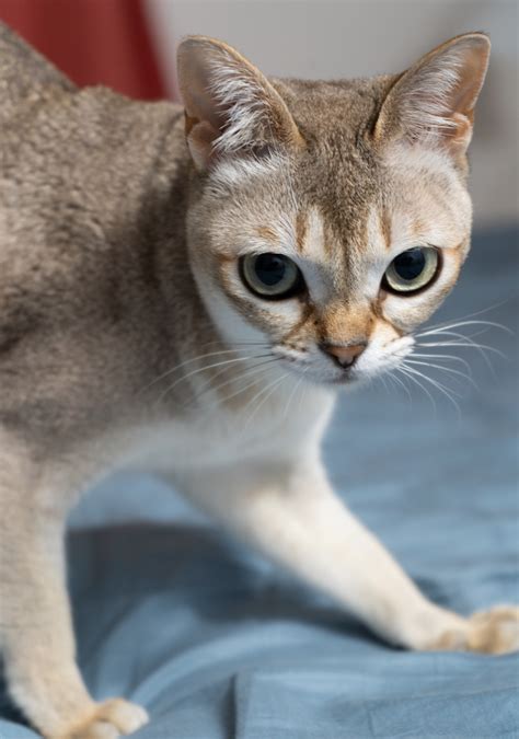 Singapura Cat Breed Profile | Litter-Robot