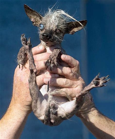 SweePee the blind dog with oozing sore wins World's Ugliest Dog contest