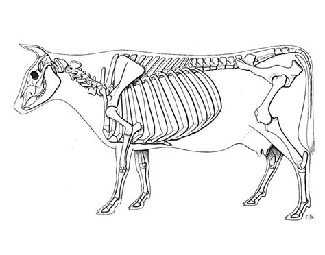 bovine skeletal system Diagram | Quizlet