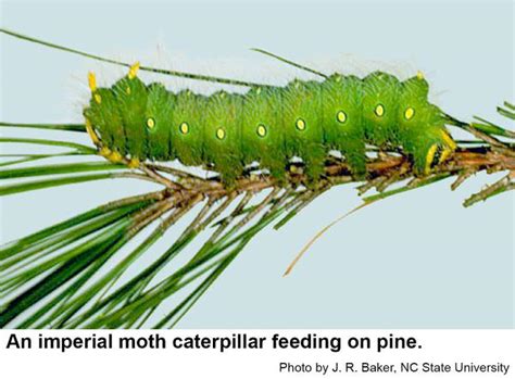 Imperial Moth | NC State Extension Publications