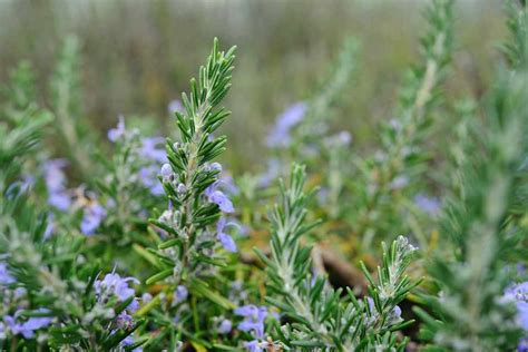 Rosemary: Your Practical Grow Guide - gardenersworld.com