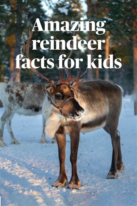 Reindeer facts for kids – Artofit