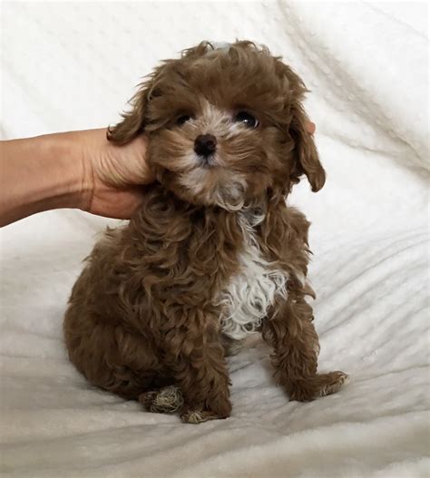 Teacup Malti Poo Puppy For Sale Los angeles! - iHeartTeacups