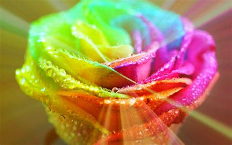 Rainbow Flowers Wallpapers - Wallpaper Cave