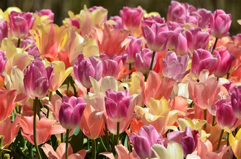 Free Images : petal, bloom, floral, tulip, bouquet, natural, holiday, blooming, garden, flora ...