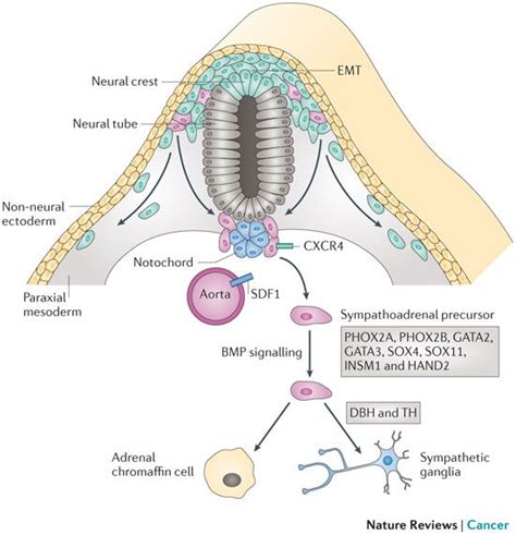 17 Best images about Neural crest derivatives on Pinterest | Nature ...