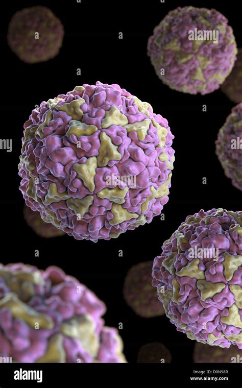 Structure Human Rhinovirus (PDB 4RHV). Rhinoviruses are most common viral infective agents in ...