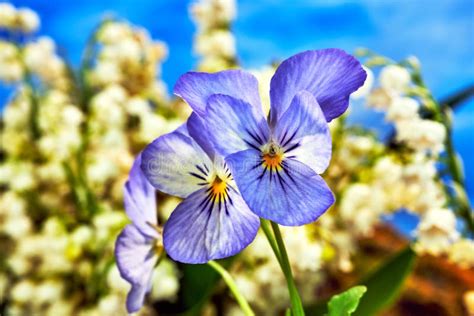 Beautiful Blooming Pansy Flowers during Spring Stock Photo - Image of ...