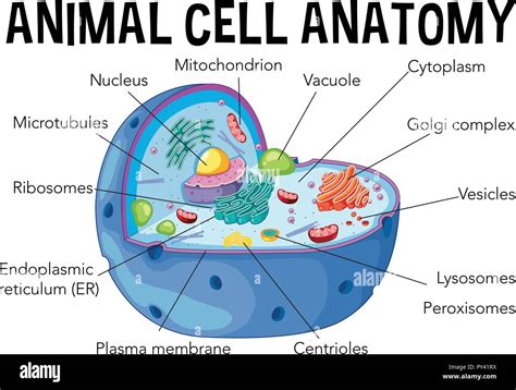 Animal Cells Drawing : Animal Cell Diagram Stock Illustration Download Image Now Istock ...