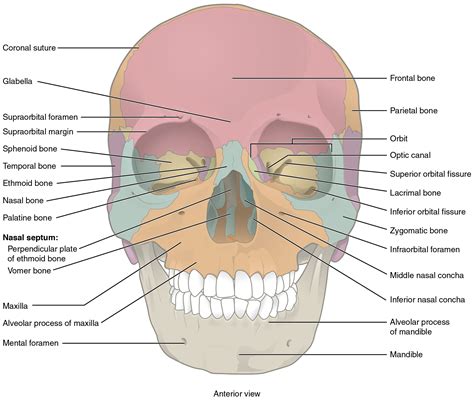 This image shows the anterior view (from the front) of the human skull. The major bones on the ...