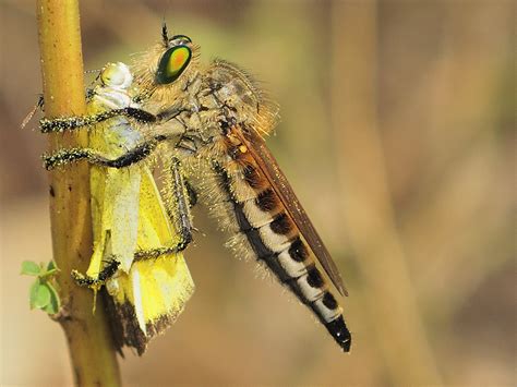 Predator with prey! (Robber Fly) | A Robber fly with its pre… | Flickr