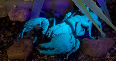 Scientists are baffled by these 6 glow-in-the-dark animals